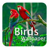 Birds Wallpaper icon