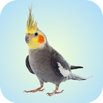 Cover Image of Tải xuống Cockatiel Sounds 1.0 APK