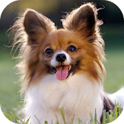Top 26 Photography Apps Like Cool Puppy wallpaper - Best Alternatives