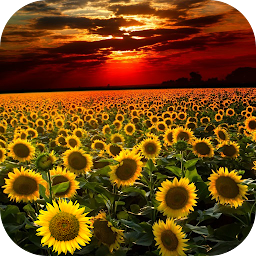 「Sunflower Live Wallpaper」圖示圖片
