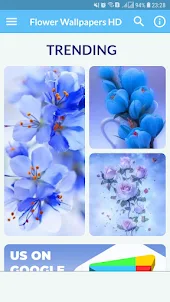 Flower Wallpaper HD