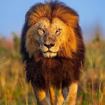 Cover Image of Unduh Lion Wallpapers 1.3 APK