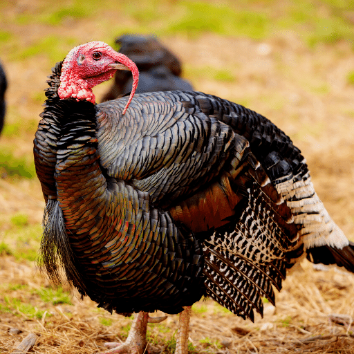 Turkey Sounds - AppWisp.com