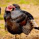 Turkey Sounds - Wild Turkey Calls Download on Windows
