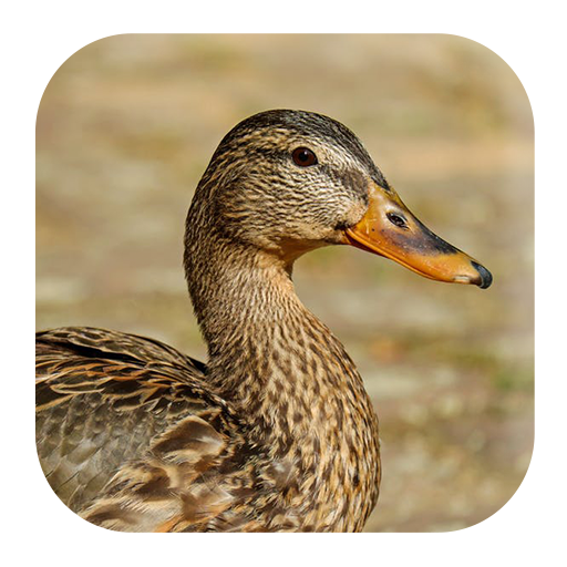 Duck Sounds Google Play のアプリ