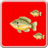 Fish Hunter icon
