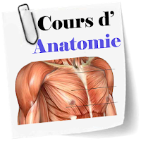 Cours d’Anatomie