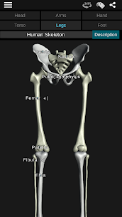 Osseous System in 3D (Anatomy) For PC installation