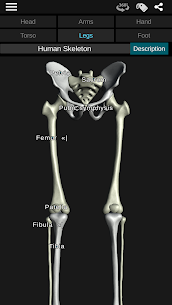Osseous System in 3D (Anatomy) For PC 4