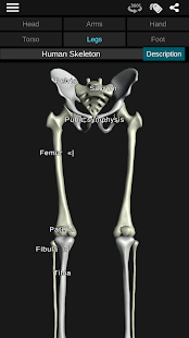 Osseous System in 3D (Anatomy) Screenshot