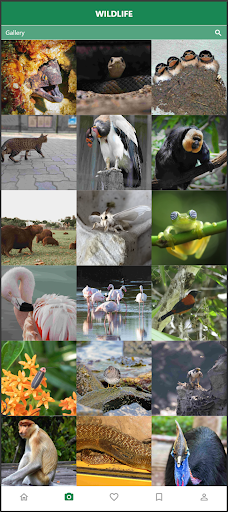 WILDLIFE Screenshot
