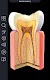 screenshot of Dental Anatomy Pro.