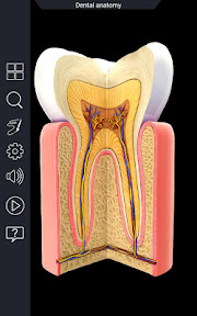 Dental Anatomy Pro. screenshot