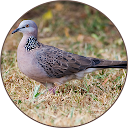 Spotted dove <span class=red>sound</span>