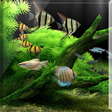 Lucky Fish Tank LiveWallpaper icon