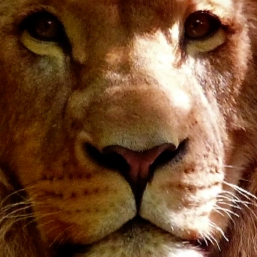 3d Tiere Animierte Hintergrundbilder Apps Bei Google Play