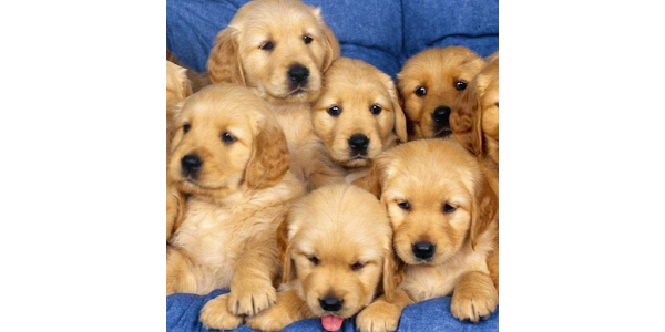 壁紙かわいい子犬動物 Google Play のアプリ