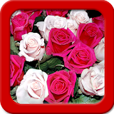 Rose Live Wallpapers icon