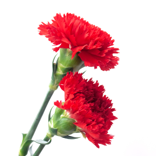 Carnation Wallpaper logo