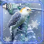 Cover Image of Unduh Birds Winter HD 1.2 APK