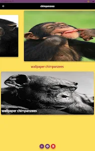 chimpanzees wallpapers