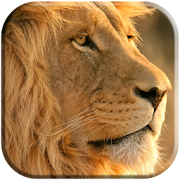 Lion Live Wallpaper 7.0 Icon