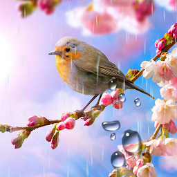 Imagen de icono Flower Live Wallpaper