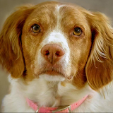 Dogs Brittany Spaniel Wallpapers icon