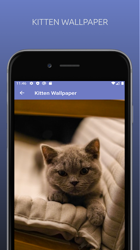 Cute Kittens Wallpapers 4K