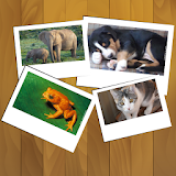 Pix - Animals game for kids icon