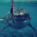 Great White Shark Videos icon