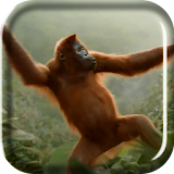 Wild Dance Crazy Monkey LWP icon