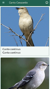Captura 6 Cenzontle Canto android