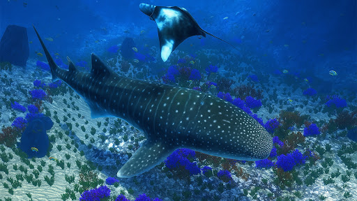 The Whale Shark 19
