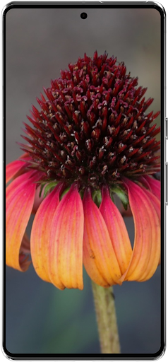 Echinacea Flower Wallpapers HD