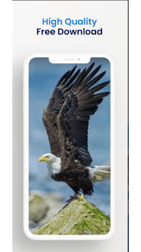 4D Eagle bird wallpaper