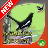 Super Master Kicau Kacer icon