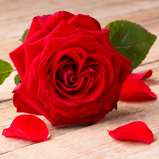 Red Rose Wallpapers  Icon