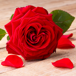 Cover Image of Unduh Red Rose Wallpapers  APK