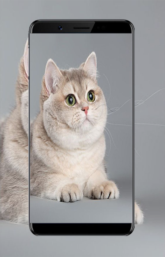 Cute Cat Wallpapers Screen 2