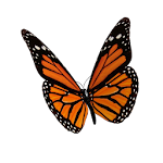 Cover Image of 下载 Animated 3D Butterfly  APK