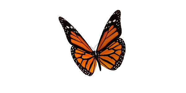 Animated 3D Butterfly - Apps on Google Play