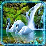 Cover Image of Tải xuống Swans Music Live Wallpaper 1.3 APK
