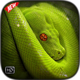 Snake Wallpaper icon