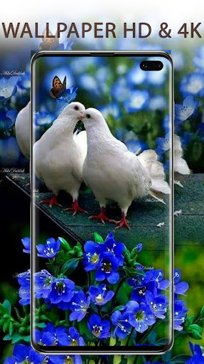 Cute Birds Wallpapers HD 4K