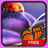 Butterfly Ladybug Live Wallpap icon