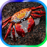 Crab Keyboard Theme icon