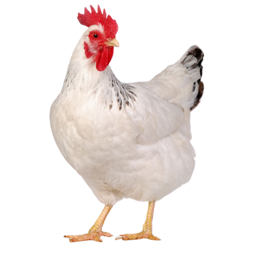 Chicken Farming, Poultry Download on Windows
