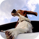 Cover Image of Download Dog in car Video LWP  APK