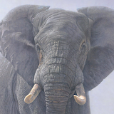 live elephant wallpaper icon